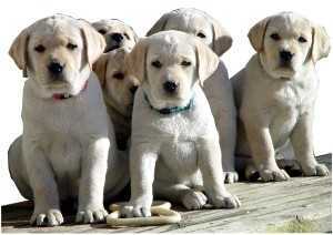 Luna and Rustle pups in 2002